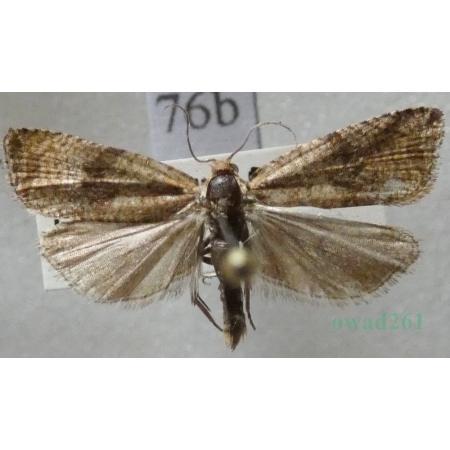 Celypha striana (Denis & Schiffermüller, 1775) Czech76b